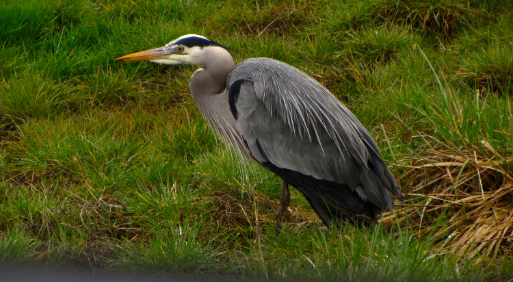 Great Blue Heron, better known as a GBH
